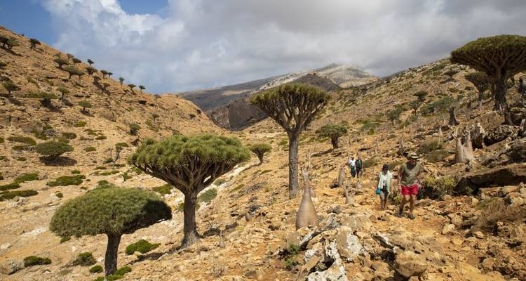People hiking through a landscape with unique trees and rocky terrain.