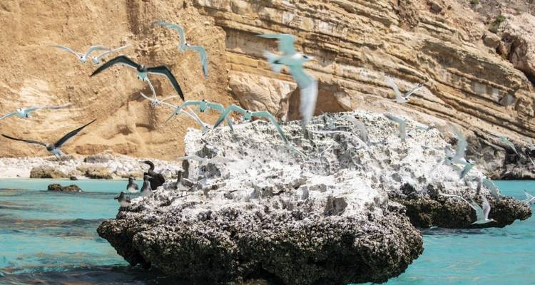Seagulls flying over a rocky outcrop in clear blue water.