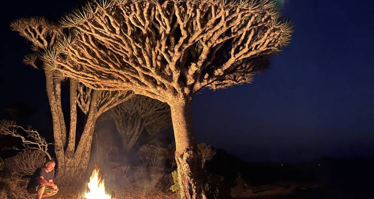 Person next to a fire under unique dragon blood trees at night.