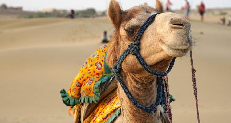 El encantador Taj Mahal y la tierra de los maharajás - DIAMIR Erlebnisreisen 8