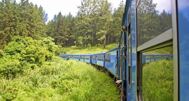 A train going through lush greenery with a person looking outside.