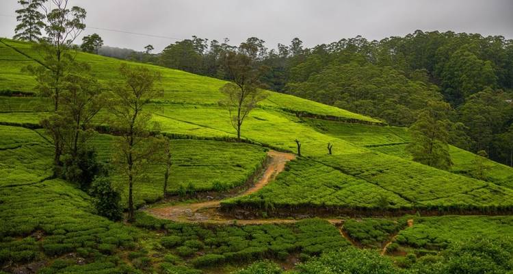 Expansive green tea plantations.