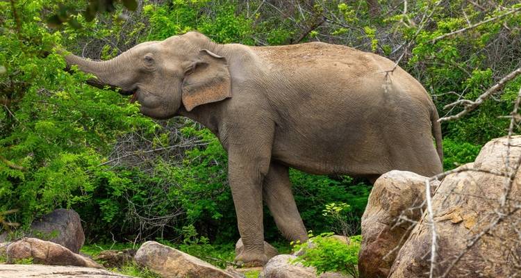 An elephant in the lush forest near rocks.