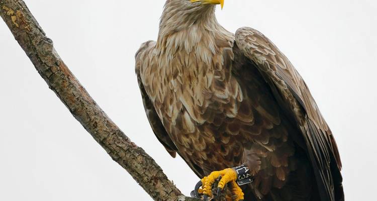 Photographie intensive d'aigles de mer avec Michael Lohmann - DIAMIR Erlebnisreisen 10