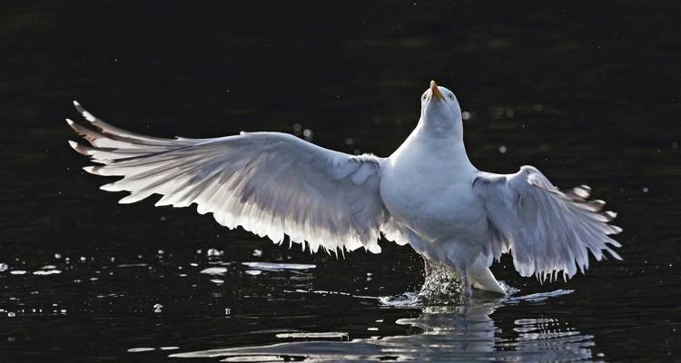 Photographie intensive d'aigles de mer avec Michael Lohmann - DIAMIR Erlebnisreisen 1