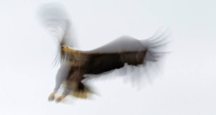 Photographie intensive d'aigles de mer avec Michael Lohmann - DIAMIR Erlebnisreisen 2