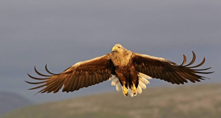 Photographie intensive d'aigles de mer avec Michael Lohmann - DIAMIR Erlebnisreisen 6