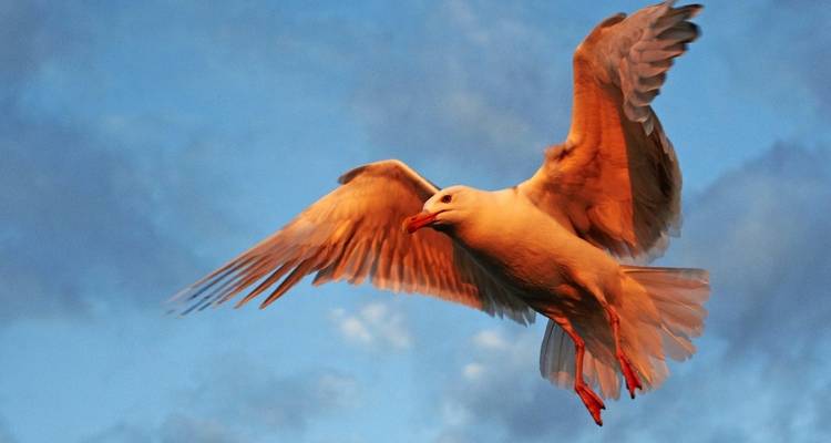 Photographie intensive d'aigles de mer avec Michael Lohmann - DIAMIR Erlebnisreisen 7
