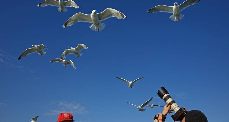 Photographie intensive d'aigles de mer avec Michael Lohmann - DIAMIR Erlebnisreisen 8
