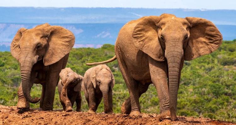 Mzansi: Gran Tour por la nación del arco iris - DIAMIR Erlebnisreisen 10