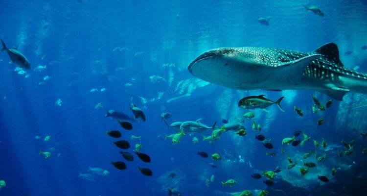Cruise to Komodo Via Wallace Line - DIAMIR Erlebnisreisen 5