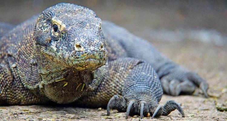 Cruise to Komodo Via Wallace Line - DIAMIR Erlebnisreisen 7