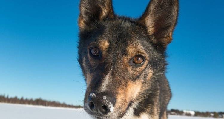 Husky Winter Dream: Sporty - DIAMIR Erlebnisreisen 8