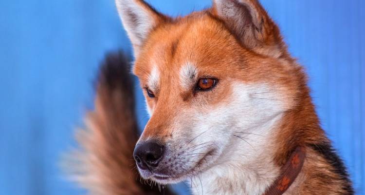 Gros plan d'un chien avec un arrière-plan bleu.