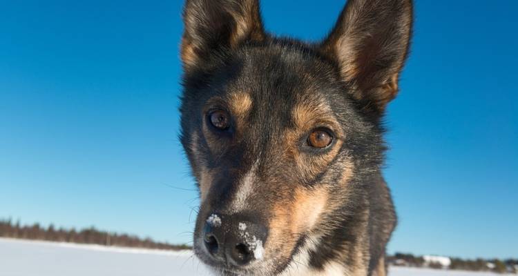Chien dans un paysage enneigé avec un ciel bleu.
