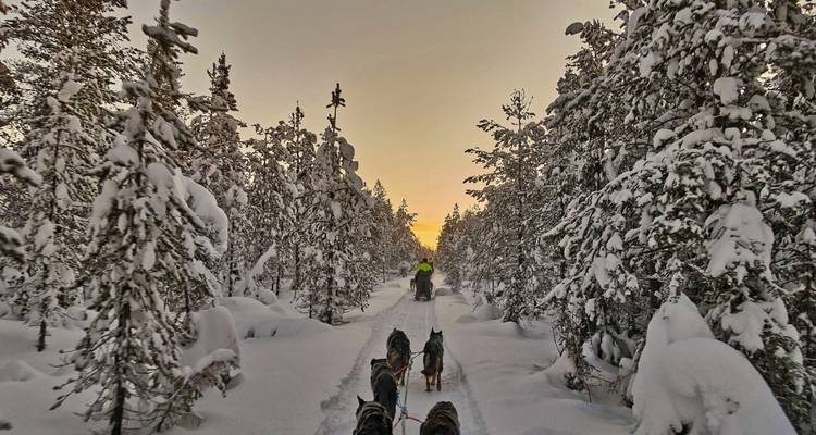 Sentier forestier enneigé avec chiens de traîneau au coucher du soleil.