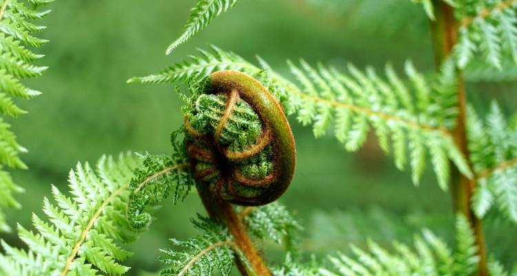 Close-up of a fern in a lush green forest.