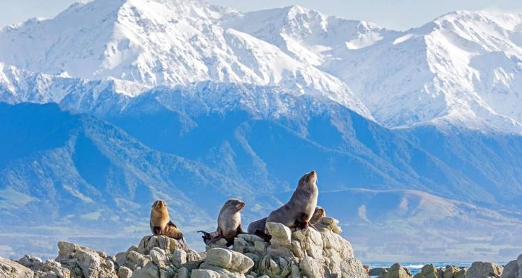 Seals resting on rocks in front of snow-covered mountains.