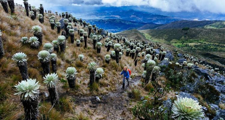 Persona caminando por un paisaje de vegetación única.