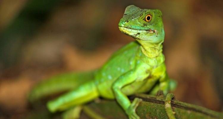 El oeste de Costa Rica: entre playas de ensueño y naturaleza pura - DIAMIR Erlebnisreisen 5