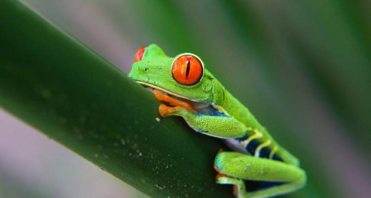 El oeste de Costa Rica: entre playas de ensueño y naturaleza pura - DIAMIR Erlebnisreisen 6
