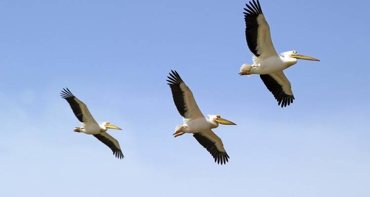 Drei Pelikane fliegen in einem klaren blauen Himmel.