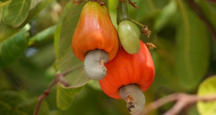 Cashew-Früchte hängen von einem Baum.