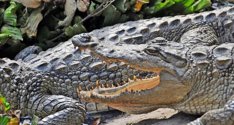 Zwei Krokodile ruhen sich aus, eines mit offenem Maul.