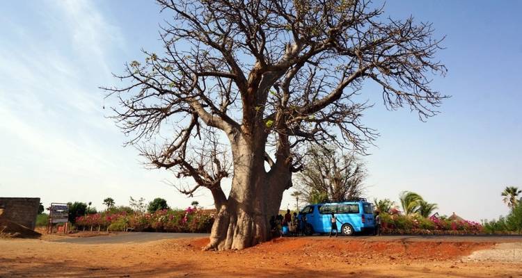 Ein großer Baobab-Baum neben einer Straße, mit einem blauen Fahrzeug und Menschen.