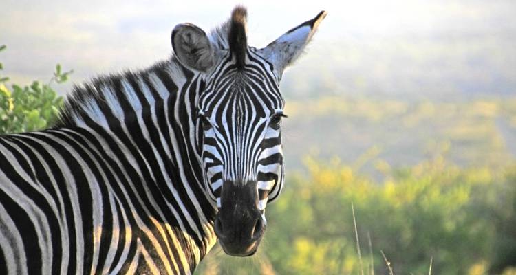 Close-up of a zebra with a blurred background.