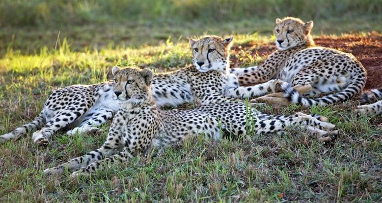 Cheetahs lounging on the grass.