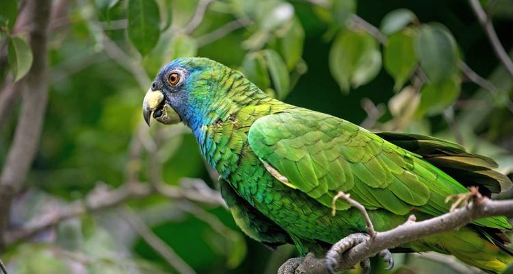 Primer plano de un loro colorido posado en una rama con follaje verde.