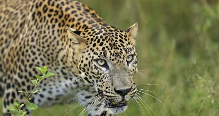 Leopards and Lion Rocks - DIAMIR Erlebnisreisen 5