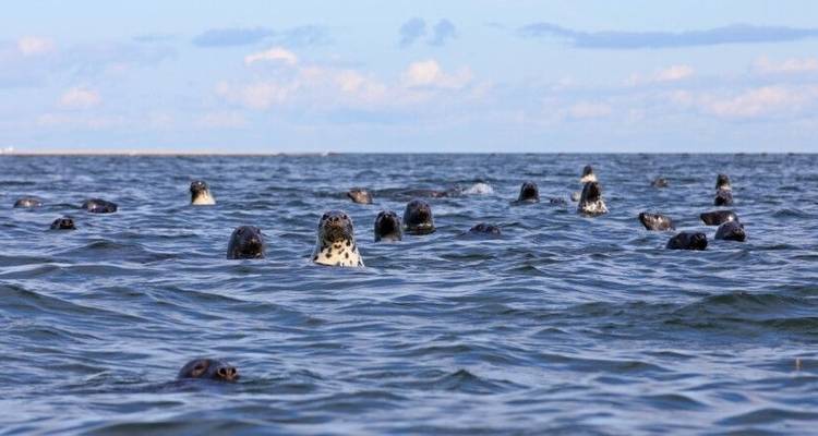 Belleza salvaje en los Países Bálticos: páramos, bosques, islas del Mar Báltico - DIAMIR Erlebnisreisen 2