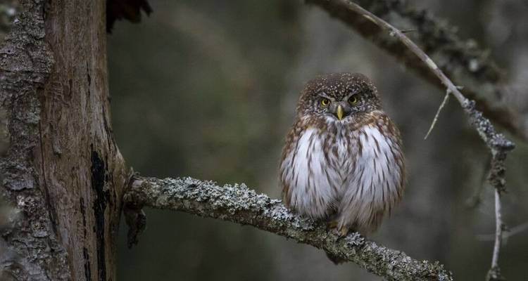 Belleza salvaje en los Países Bálticos: páramos, bosques, islas del Mar Báltico - DIAMIR Erlebnisreisen 7