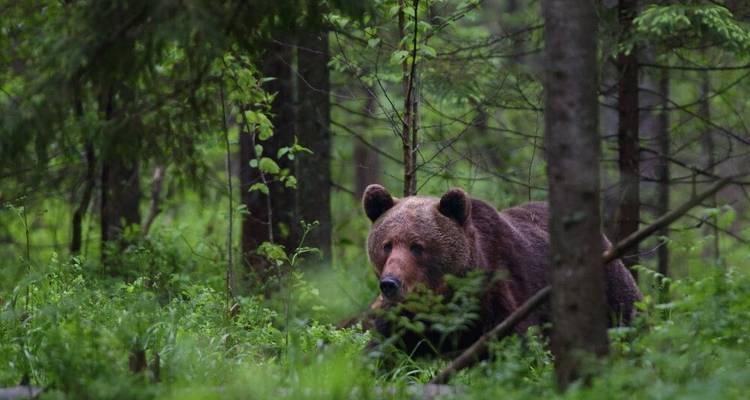 Belleza salvaje en los Países Bálticos: páramos, bosques, islas del Mar Báltico - DIAMIR Erlebnisreisen 9