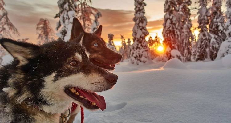 Deux chiens dans la neige avec un coucher de soleil en arrière-plan.
