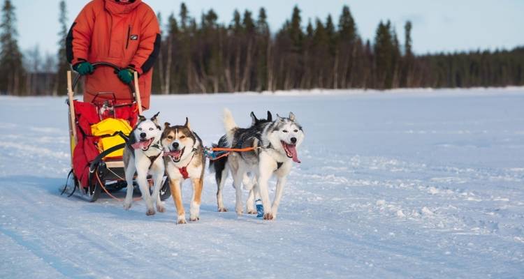 Des chiens tirant un traîneau sur un paysage enneigé.