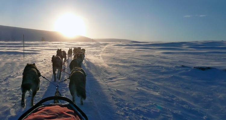 Chiens de traîneau courant sur une plaine enneigée au lever du soleil.