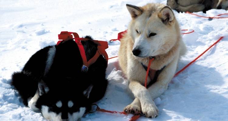 Chiens de traîneau au repos dans la neige avec des harnais rouges.