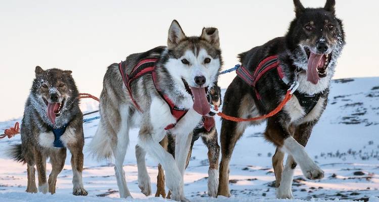 Chiens de traîneau courant énergiquement dans la neige.