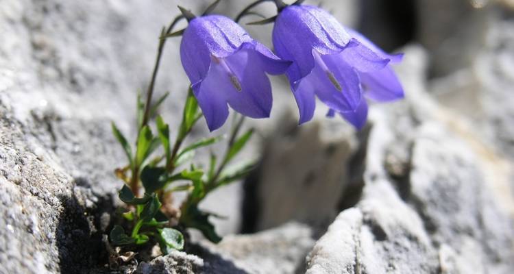 Close-up of purple flowers growing among rocks.