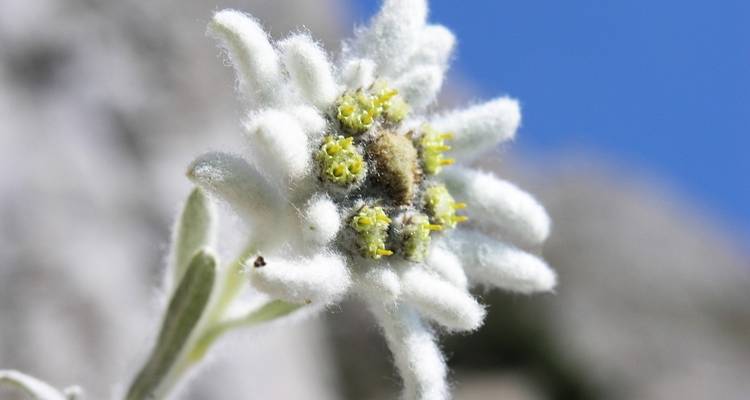 Close-up of edelweiss flower in bloom with blurred rocky background.
