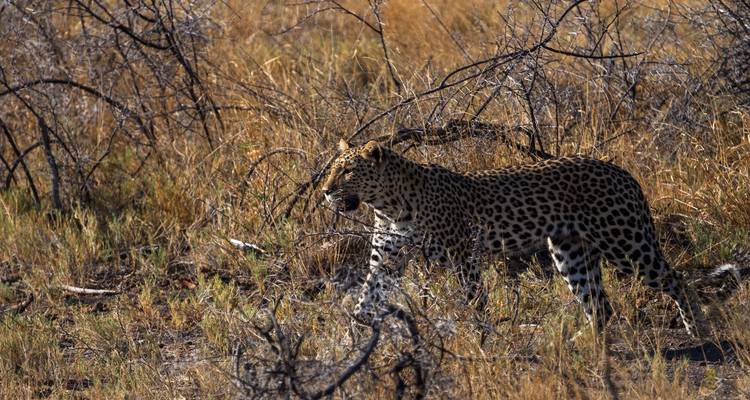 Gnous sauvages - Absolute Africa 9