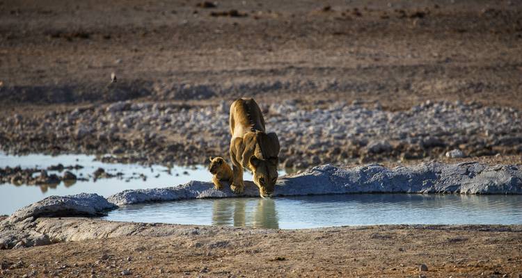 Gnous sauvages - Absolute Africa 3