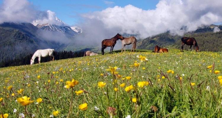 Grand circuit du Caucase du Sud Spécial été - DIAMIR Erlebnisreisen 8
