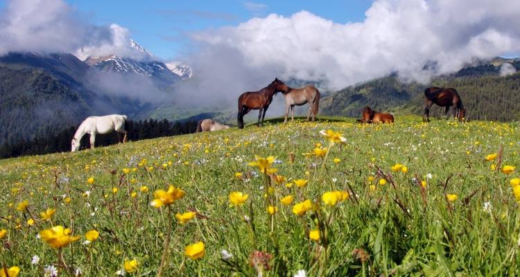 Caballos pastando en un prado salpicado de flores con montañas al fondo.