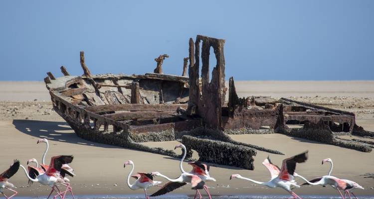 Rusty shipwreck on a sandy beach with flamingos.