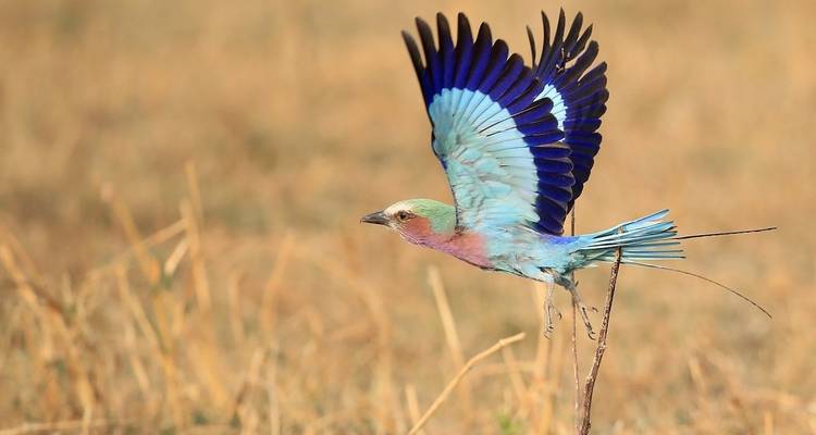 Colorful bird flying low over grassland.