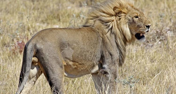Lion standing in a grassy savannah.